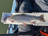 Aoty 2025 trout 1 thumb