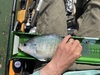 Panfish13.75 thumb