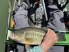 Largemouth19.75 thumb