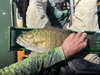 Smallmouth18 thumb