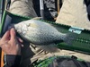 Crappie14 thumb