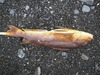Alaska 2010 058 thumb