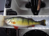 Pb perch thumb