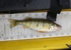 8.375 inch perch thumb