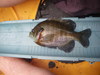 Aoty 7 inch bluegill thumb