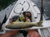 Walleye thumb