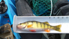 Yellowperch thumb