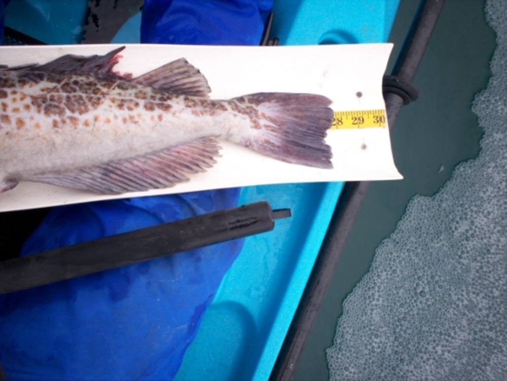 Lingcod1