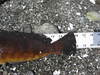 Greenling tail 16 nb 071512 thumb