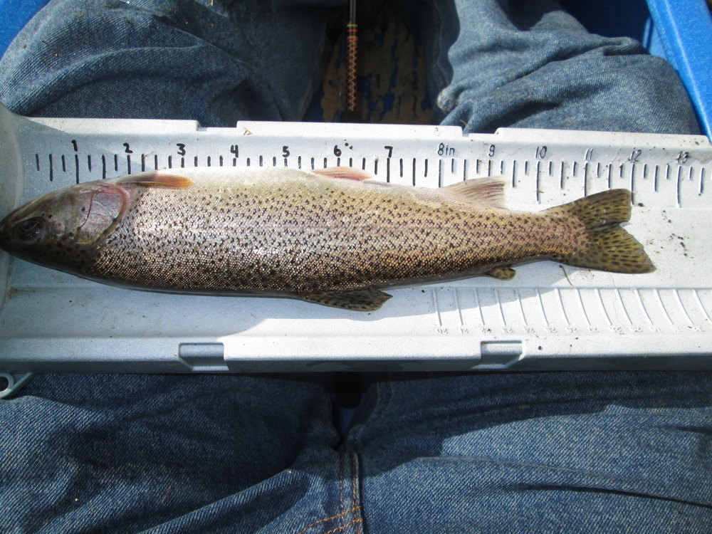 12 inch 2013 trout 004