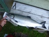 Coho 29.75 full 090813 thumb