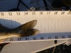 Walleye tail 032314 thumb