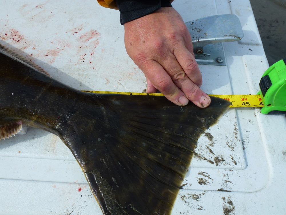 Halibut tail