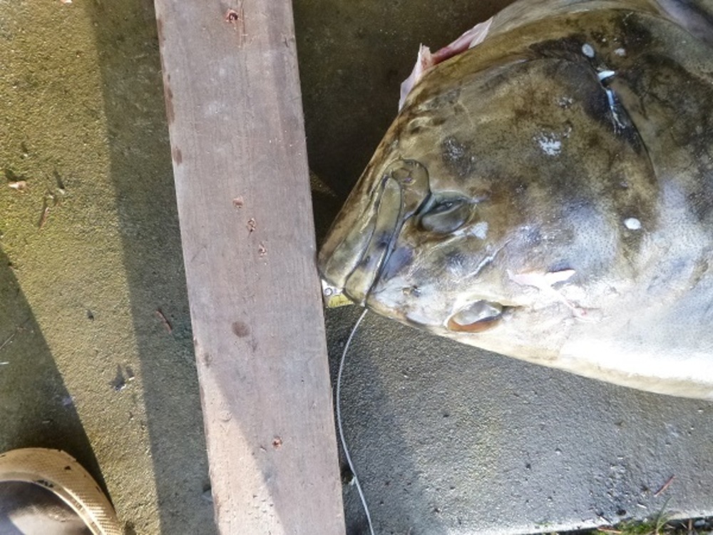 Halibut head 51.5 052414