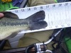 Lmb tail 16.5 060114 thumb