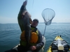 Lingcod 6 12 09 thumb