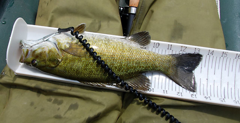 Umpqua smallie2