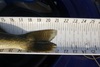 Walleye tail 21.0 102914 thumb