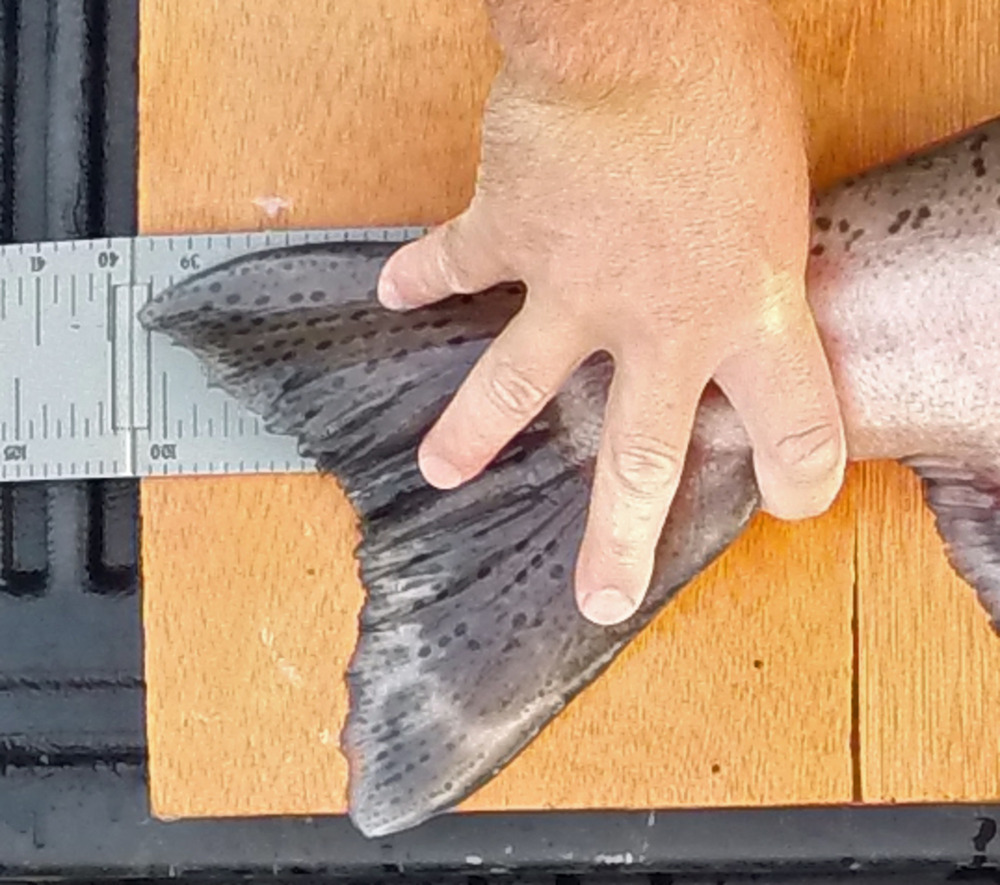 Chinook tail