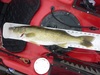 Walleye 21.75 full 110614 thumb