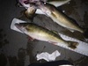 Walleye 23.25 020815 thumb