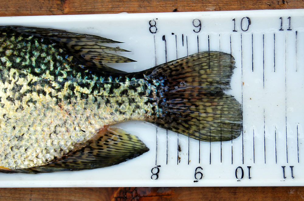 10inch crappie tail closeup