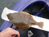 Flounder 13.5 042615 thumb