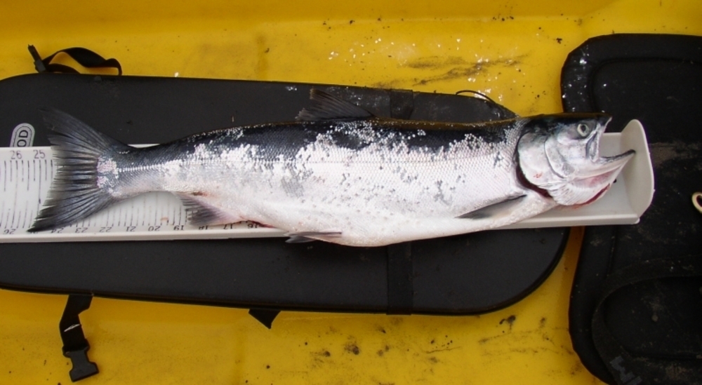 25.625 coho