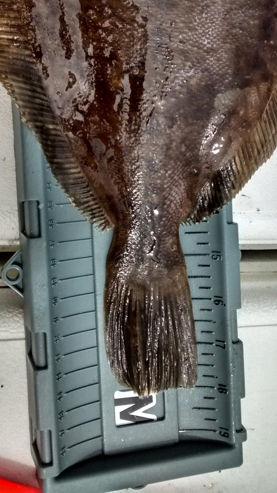 6 20 aoty flounder 2