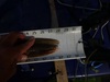 Walleye tail 28.0 092215 thumb