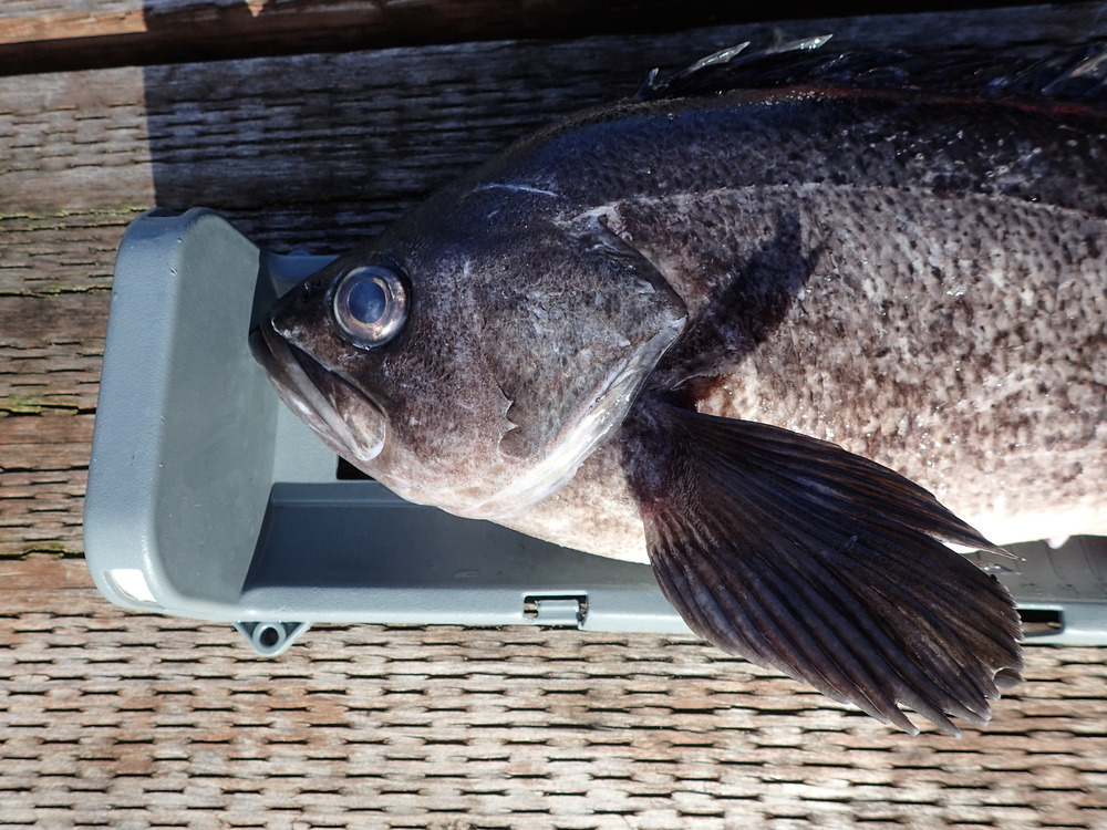 Rockfish2