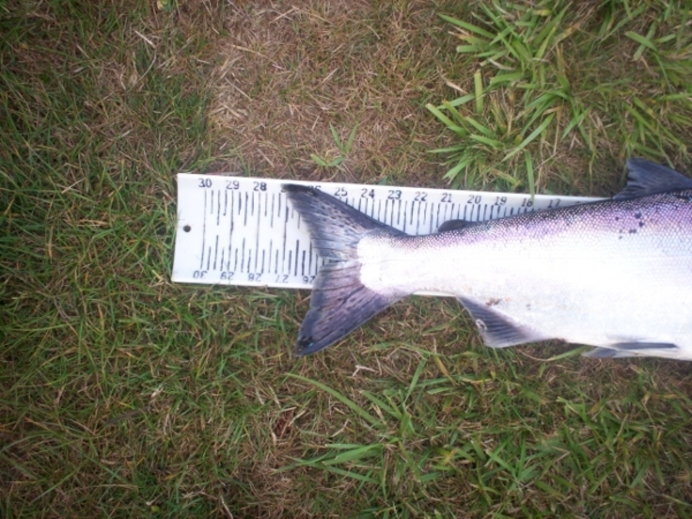 Salmon3