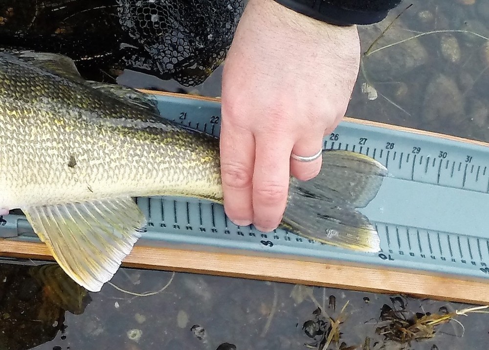 Walleye tail