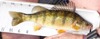 Dt yellowperch01b thumb