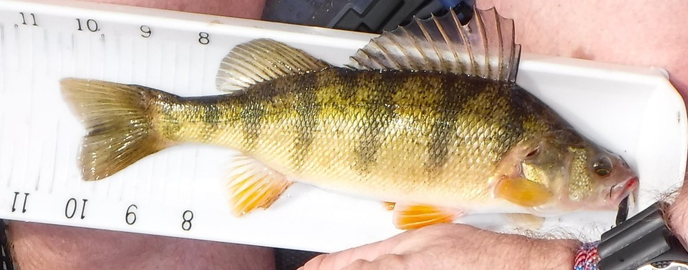 Dt yellowperch01b