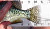 Dt crappie01b thumb