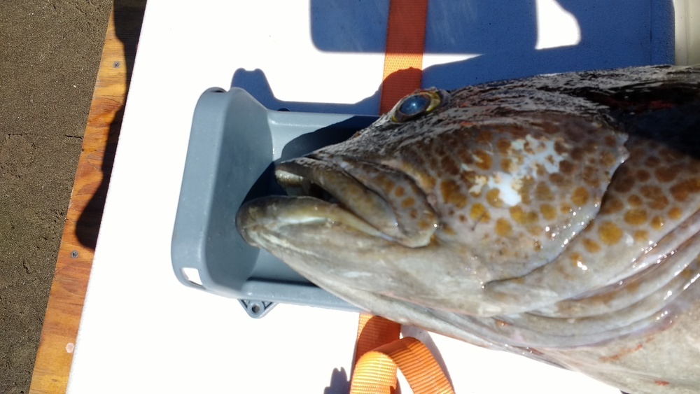 Lingcod 2