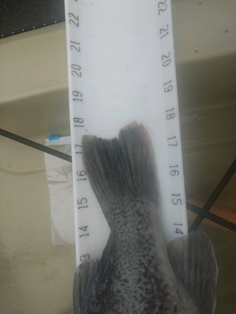 Rockfish tail