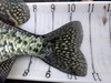Crappie tail thumb