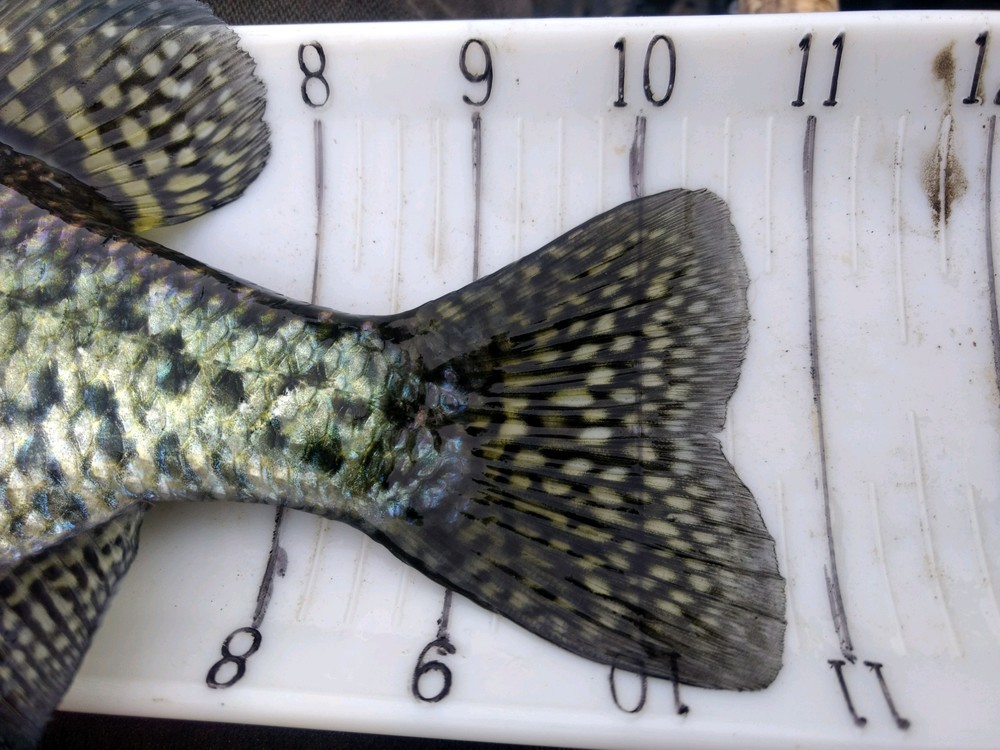 Crappie tail