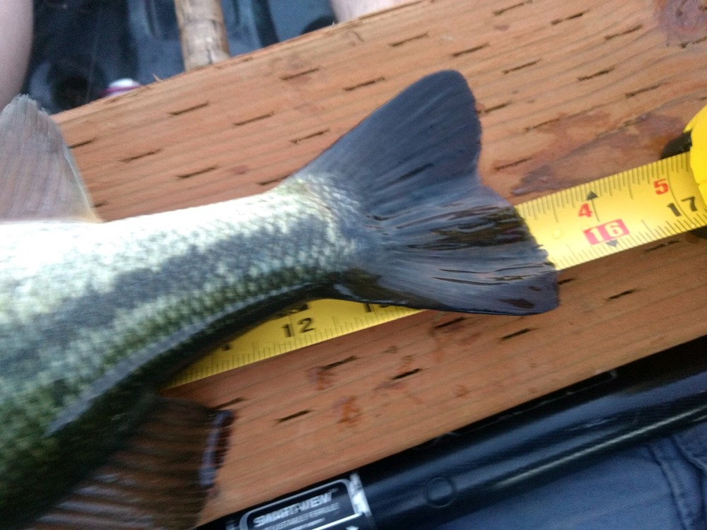 Bass tail