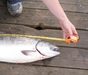 31.5 inch springer zoom thumb