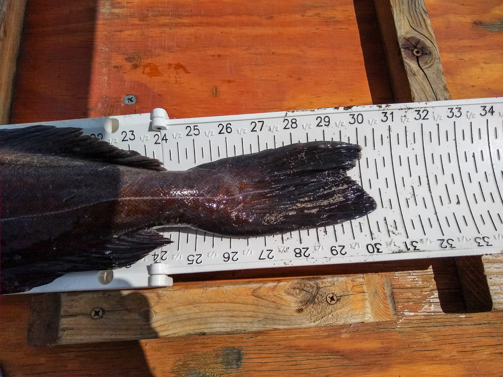 Aoty lingcod 2