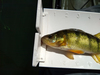 Perch2 thumb