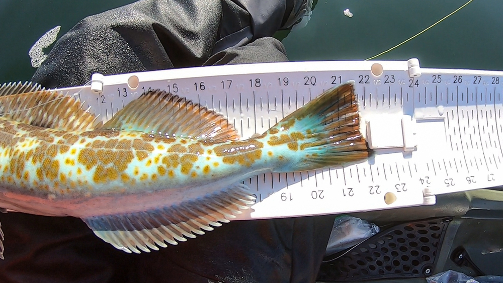 Aoty small lingcod 2