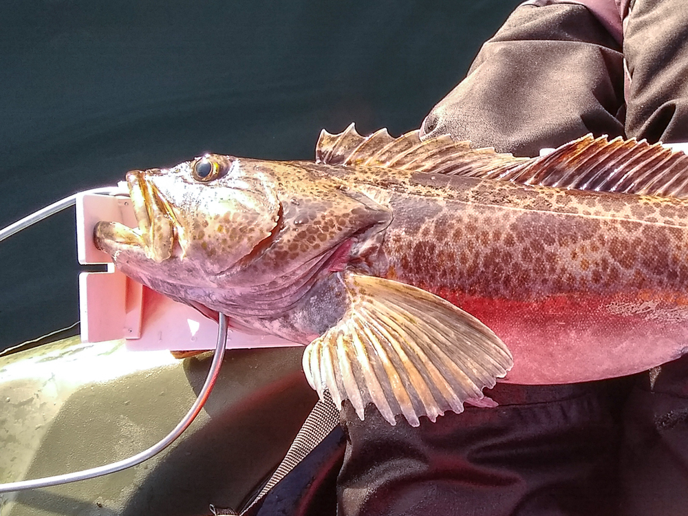 Aoty buzz bomb lingcod 2