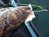 2021 lingcod 2 thumb