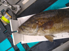 2021 smallmouth sup 2 thumb