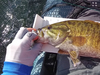 2021 smallmouth fly 2 thumb