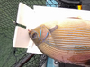 2021 surf perch large 2 thumb